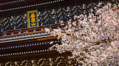 Güzel Kiraz Çiçeği - Sakura Chion-in Tapınağı, Kyoto, Japonya 'da manzaralı bahar zamanı