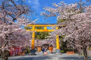 Hirano-jinja, İmparator Kazan döneminde 985 yılından bu yana her yıl bir kiraz çiçeği festivaline ev sahipliği yapmaktadır ve festival Kyoto 'da düzenli olarak düzenlenen en eski festival olmuştur.