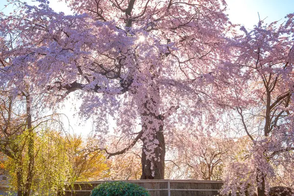 Belo Weeping Sakura Primavera Maruyama Park Kyoto Japão — Fotografia de Stock