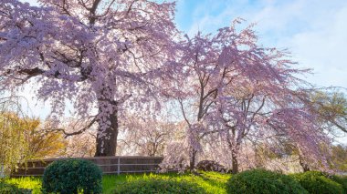 Japonya 'nın Kyoto kentindeki Maruyama Park' ında ilkbaharda ağlayan güzel Sakura.