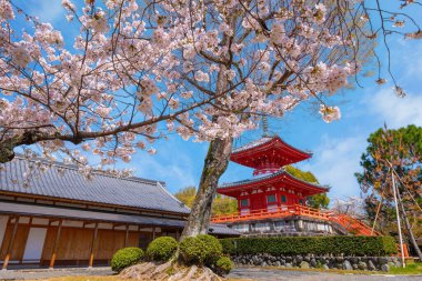 Kyoto 'daki Daikakuji Tapınağı İlkbaharda çiçek açan güzel kiraz bahçesiyle