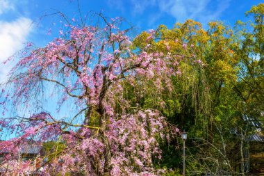 Japonya 'nın Kyoto kentindeki Awataguchi Aokusu no Niwa Park' ta Ağlayan Güzel Sakura.