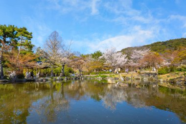 Kyoto, Japonya - 28 Mart 2023: Tanımlanamayan insanlar Maruyama Park 'ta güzel bir çiçek açan Kiraz Çiçeği' nde vakit geçirirler - Sakura
