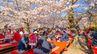 Kyoto, Japonya - 28 Mart 2023: Tanımlanamayan insanlar Maruyama Park 'ta güzel bir çiçek açan Kiraz Çiçeği' nde vakit geçirirler - Sakura