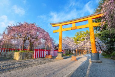 Hirano-jinja, İmparator Kazan döneminde 985 yılından bu yana her yıl bir kiraz çiçeği festivaline ev sahipliği yapmaktadır ve festival Kyoto 'da düzenli olarak düzenlenen en eski festival olmuştur.
