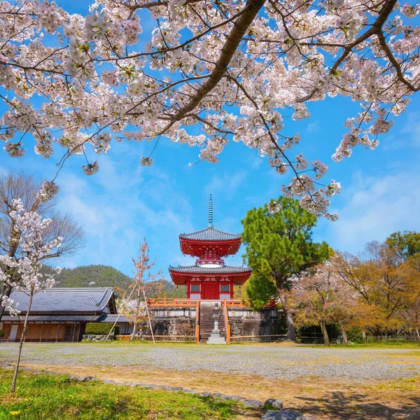 stock image Daikakuji Temple in Kyoto with Beautiful full bloom cherry blossom garden in spring time