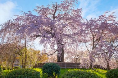 Japonya 'nın Kyoto kentindeki Maruyama Park' ında ilkbaharda ağlayan güzel Sakura.
