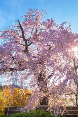 Japonya 'nın Kyoto kentindeki Maruyama Park' ında ilkbaharda ağlayan güzel Sakura.