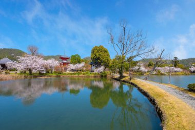 Bahar zamanı Japonya 'nın Kyoto şehrinde çiçek açan güzel kiraz bahçeli Daikakuji Tapınağı