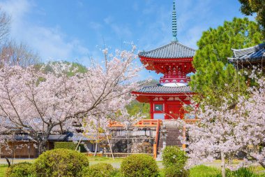 Bahar zamanı Japonya 'nın Kyoto şehrinde çiçek açan güzel kiraz bahçeli Daikakuji Tapınağı