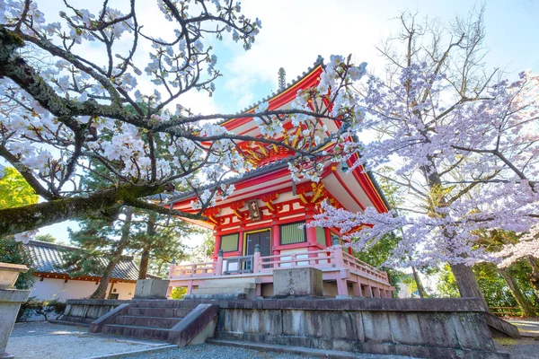 Vacker Full Blom Cherry Blossom Sakura Natursköna Våren Tid Chion — Stockfoto