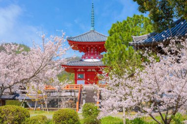 Daikakuji Tapınağı İlkbaharda çiçek açan güzel kiraz bahçesiyle