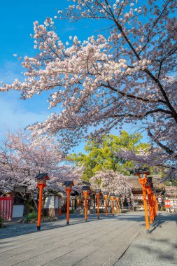 Hirano-jinja, İmparator Kazan döneminde 985 yılından bu yana her yıl bir kiraz çiçeği festivaline ev sahipliği yapmaktadır ve festival Kyoto 'da düzenli olarak düzenlenen en eski festival olmuştur.