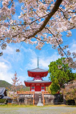 Japonya, Kyoto 'daki Daikakuji Tapınağı ilkbahar zamanı çiçek açan güzel kiraz bahçesiyle