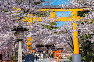 Kyoto, Japonya - 29 Mart 2023: Hirano-jinja, İmparator Kazan döneminde 985 yılından beri her yıl bir kiraz çiçeği festivaline ev sahipliği yapmaktadır ve Kyoto 'da düzenli olarak düzenlenen en eski festival olmuştur.