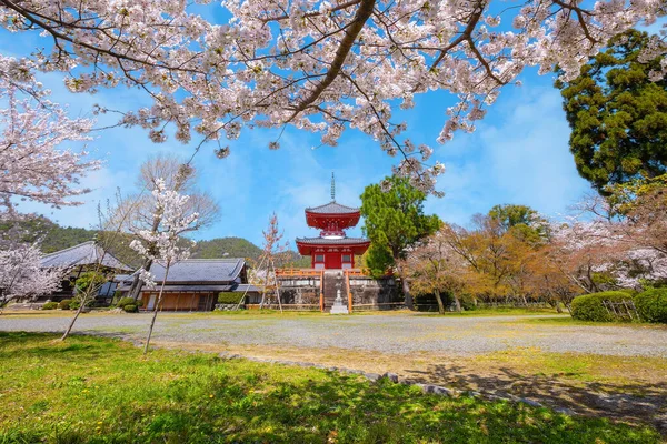 Japonya, Kyoto 'daki Daikakuji Tapınağı ilkbahar zamanı çiçek açan güzel kiraz bahçesiyle