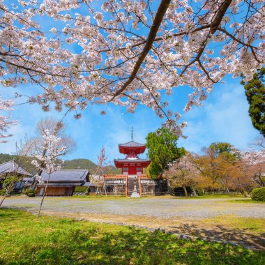 Japonya, Kyoto 'daki Daikakuji Tapınağı ilkbahar zamanı çiçek açan güzel kiraz bahçesiyle