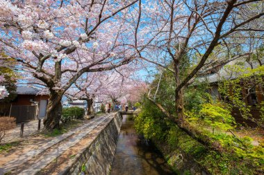Kyoto, Japonya - 30 Mart 2023: Filozof Yolu, Kyoto 'nun Higashiyama ilçesinin kuzey kesiminde taş bir patikadır. Yol, yüzlerce kiraz ağacının oluşturduğu bir kanalı takip ediyor.