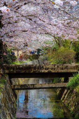 Kyoto, Japonya - 30 Mart 2023: Filozof Yolu, Kyoto 'nun Higashiyama ilçesinin kuzey kesiminde taş bir patikadır. Yol, yüzlerce kiraz ağacının oluşturduğu bir kanalı takip ediyor.