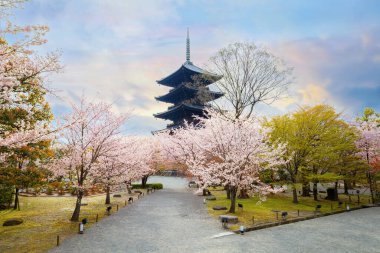 Toji Tapınağı, başkent 700 yılı sonlarında Kyoto 'ya taşındıktan sonra Heian Dönemi' nin başında kuruldu. Kyoto şehrinin en iyi kiraz çiçeklerinden biridir..