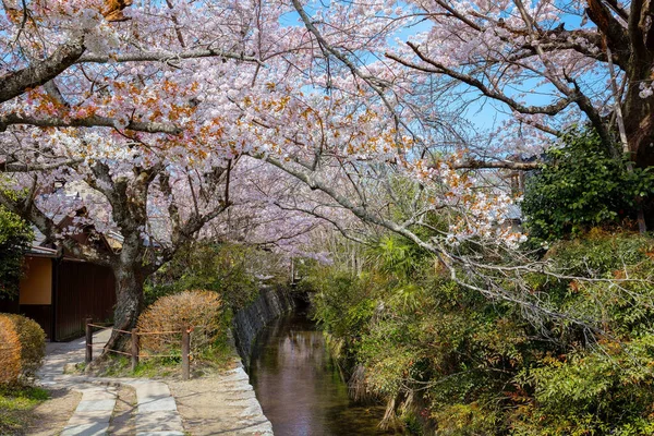 Filozof Yolu, Kyoto 'nun Higashiyama ilçesinin kuzey kesiminde taş bir patikadır. Yol, yüzlerce kiraz ağacının oluşturduğu bir kanalı takip ediyor.