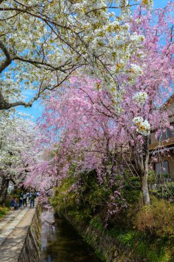 Kyoto, Japonya - 30 Mart 2023: Filozof Yolu, Kyoto 'nun Higashiyama ilçesinin kuzey kesiminde taş bir patikadır. Yol, yüzlerce kiraz ağacının oluşturduğu bir kanalı takip ediyor.