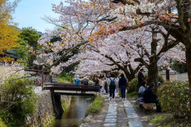 Kyoto, Japan - March 30 2023: The Philosopher's Path is a stone path through the northern part of Kyoto's Higashiyama district. The path follows a canal which is lined by hundreds of cherry trees clipart