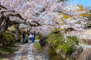 Kyoto, Japonya - 30 Mart 2023: Filozof Yolu, Kyoto 'nun Higashiyama ilçesinin kuzey kesiminde taş bir patikadır. Yol, yüzlerce kiraz ağacının oluşturduğu bir kanalı takip ediyor.