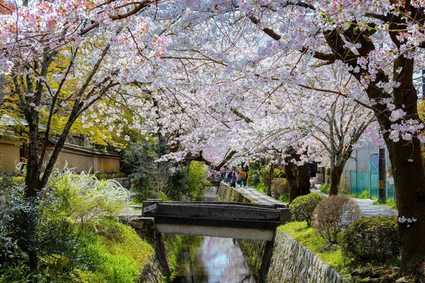 Kyoto, Japonya - 30 Mart 2023: Filozof Yolu, Kyoto 'nun Higashiyama ilçesinin kuzey kesiminde taş bir patikadır. Yol, yüzlerce kiraz ağacının oluşturduğu bir kanalı takip ediyor.