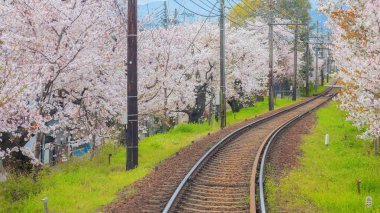 Kyoto şehrindeki Keifuku Tramvayı ilkbaharda açan kiraz çiçekleri sırasında