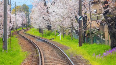 Kyoto şehrindeki Keifuku Tramvayı ilkbaharda açan kiraz çiçekleri sırasında