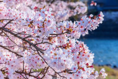 Japonya 'nın Kyoto kentindeki Uji Parkı' nda kiraz çiçekleri açıyor.