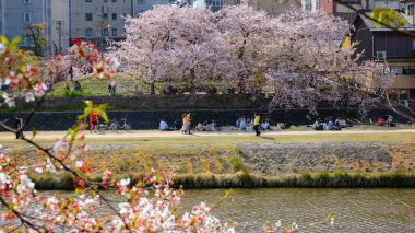 Kyoto, Japonya - 2 Nisan 2023: Kamogawa Nehri, Kyoto 'nun ilkbahar döneminde en iyi kiraz çiçeklerinden biridir.