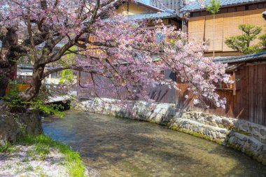 Japonya, Kyoto 'daki Shinbashi Dori' de güzel bir çiçek açmış. Gion-ochaya Çay Evleri 'nin Shira-kawa Nehri' nin akışıyla birleştiği sokakta yan yana durduğu yer.