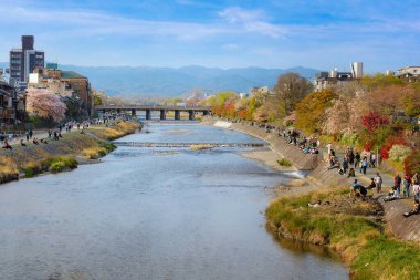 Kyoto, Japonya - 2 Nisan 2023: Kamogawa Nehri, Kyoto 'nun ilkbahar döneminde en iyi kiraz çiçeklerinden biridir.