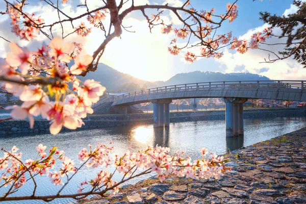 Νομαρχιακό Πάρκο Uji Στο Κιότο Ιαπωνία Πλήρη Άνθιση Κερασιάς Είναι — Φωτογραφία Αρχείου
