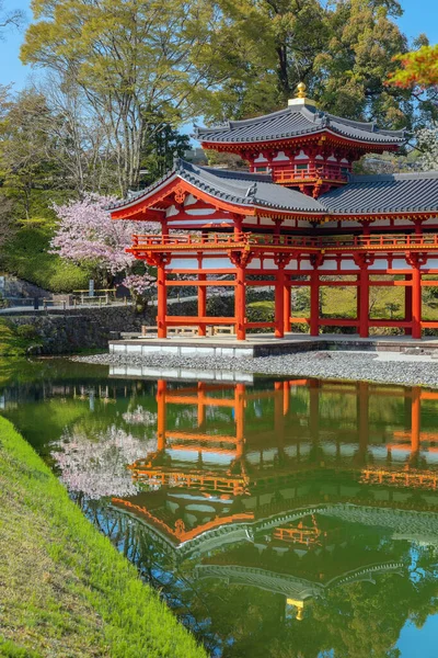 Japonya 'nın Kyoto kentindeki Phoenix Byodo-in Tapınağı' nda bahar aylarında kiraz çiçekleri açar.