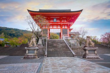 Japonya 'nın Kyoto kentindeki Kiyomizu-dera tapınağında ilkbahar zamanı çiçek açan güzel kiraz çiçekleri.