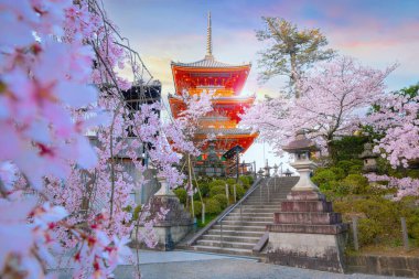 Japonya 'nın Kyoto kentindeki Kiyomizu-dera tapınağında ilkbahar zamanı çiçek açan güzel kiraz çiçekleri.