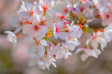 Kyoto, Japonya 'da Bahar Zamanı Güzel Çiçekli Kiraz Çiçeği