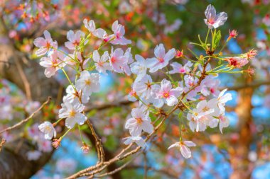 Kyoto, Japonya 'da Bahar Zamanı Güzel Çiçekli Kiraz Çiçeği