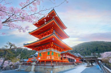 Japonya 'nın Kyoto kentindeki Kiyomizu-dera tapınağında ilkbahar zamanı çiçek açan güzel kiraz çiçekleri.