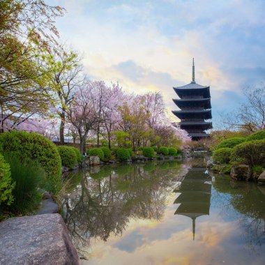 Kyoto, Japonya 'daki Toji Tapınağı ilkbaharda çiçek açan güzel kiraz çiçekleriyle