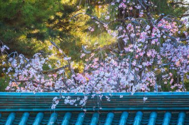 Japonya, Kyoto 'daki Heian Jingu Tapınağı' nda güzel bir çiçek açmış.