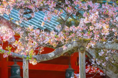 Japonya, Kyoto 'daki Heian Jingu Tapınağı' nda güzel bir çiçek açmış.