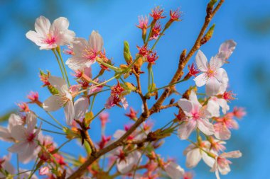 Kyoto, Japonya 'da Bahar Zamanı Güzel Çiçekli Kiraz Çiçeği