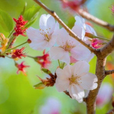 Kyoto, Japonya 'da Bahar Zamanı Güzel Çiçekli Kiraz Çiçeği