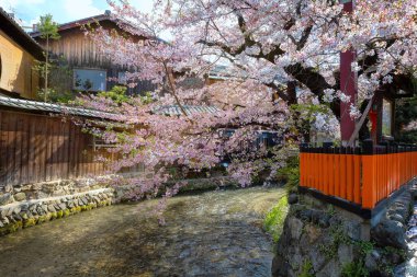Heian Jingu Bahçesi çeşitli bitki, göletler, binalar ve ağlayan kiraz ağaçları olan bir bahçedir. Bu da onu Kyoto 'daki en iyi kiraz çiçeklerinden biri yapar.