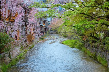 Heian Jingu Bahçesi çeşitli bitki, göletler, binalar ve ağlayan kiraz ağaçları olan bir bahçedir. Bu da onu Kyoto 'daki en iyi kiraz çiçeklerinden biri yapar.