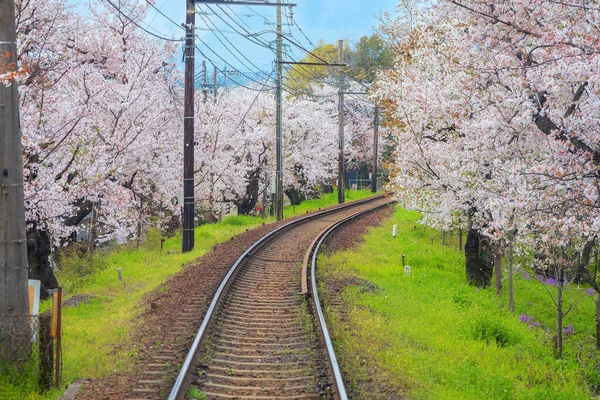 Keifuku Tramvayı Keifuku Elektrik Demiryolu tarafından işletilmektedir. İki tramvay hattından oluşuyor ve Kyoto şehrinin batısındaki en iyi kiraz çiçeklerinden biri.